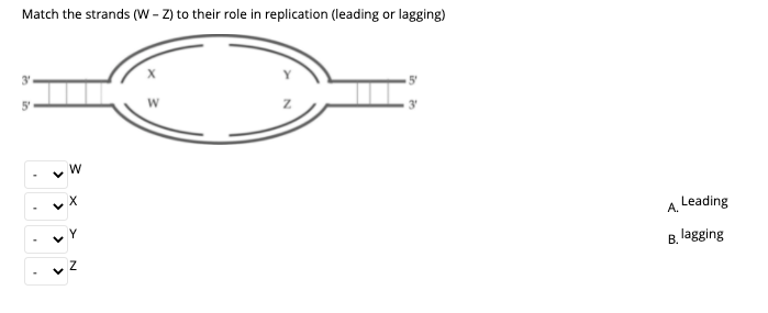 Match the strands (W - Z) to their role in replication (leading or lagging)
Leading
A.
B. lagging
