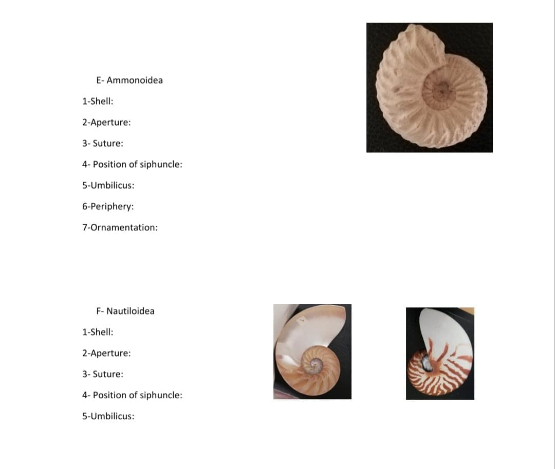 E- Ammonoidea
1-Shell:
2-Aperture:
3- Suture:
4- Position of siphuncle:
5-Umbilicus:
6-Periphery:
7-Ornamentation:
F- Nautiloidea
1-Shell:
2-Aperture:
3- Suture:
4- Position of siphuncle:
5-Umbilicus:
