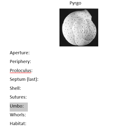 Pyrgo
Aperture:
Periphery:
Proloculus:
Septum (last):
Shell:
Sutures:
Umbo:
Whorls:
Habitat:
