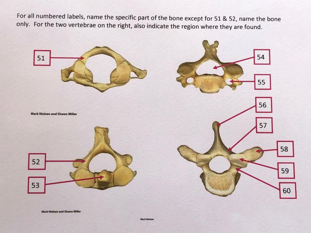 For all numbered labels, name the specific part of the bone except for 51 & 52, name the bone
only. For the two vertebrae on the right, also indicate the region where they are found.
51
54
55
56
Mark Nielsen and Shawn Miller
57
58
52
59
53
60
Mark Nielsen and Shawn Miller
Mark Nielsen
