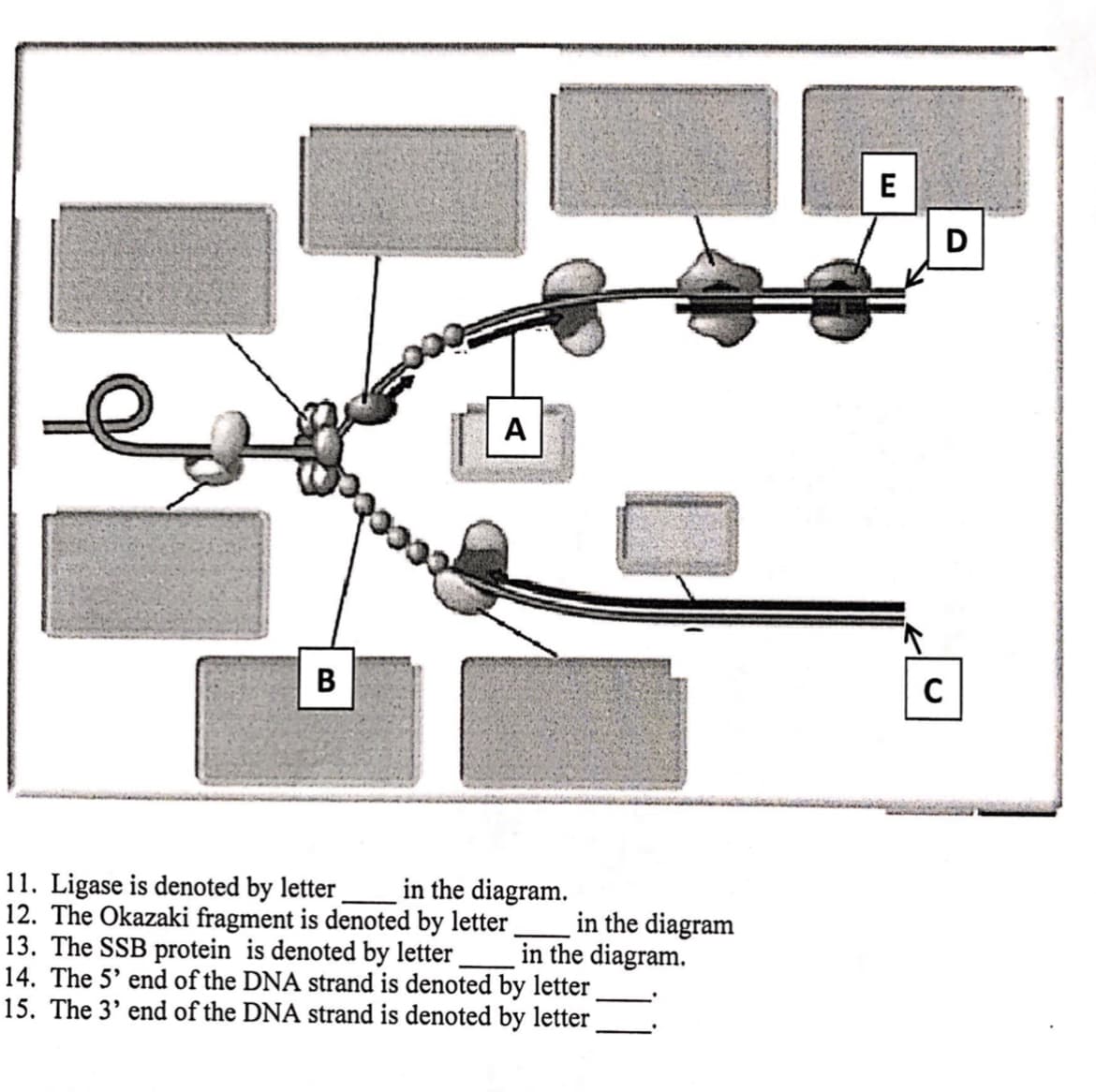 E
A
11. Ligase is denoted by letter
12. The Okazaki fragment is denoted by letter
13. The SSB protein is denoted by letter
14. The 5' end of the DNA strand is denoted by letter
15. The 3' end of the DNA strand is denoted by letter
in the diagram.
in the diagram
in the diagram.
B
