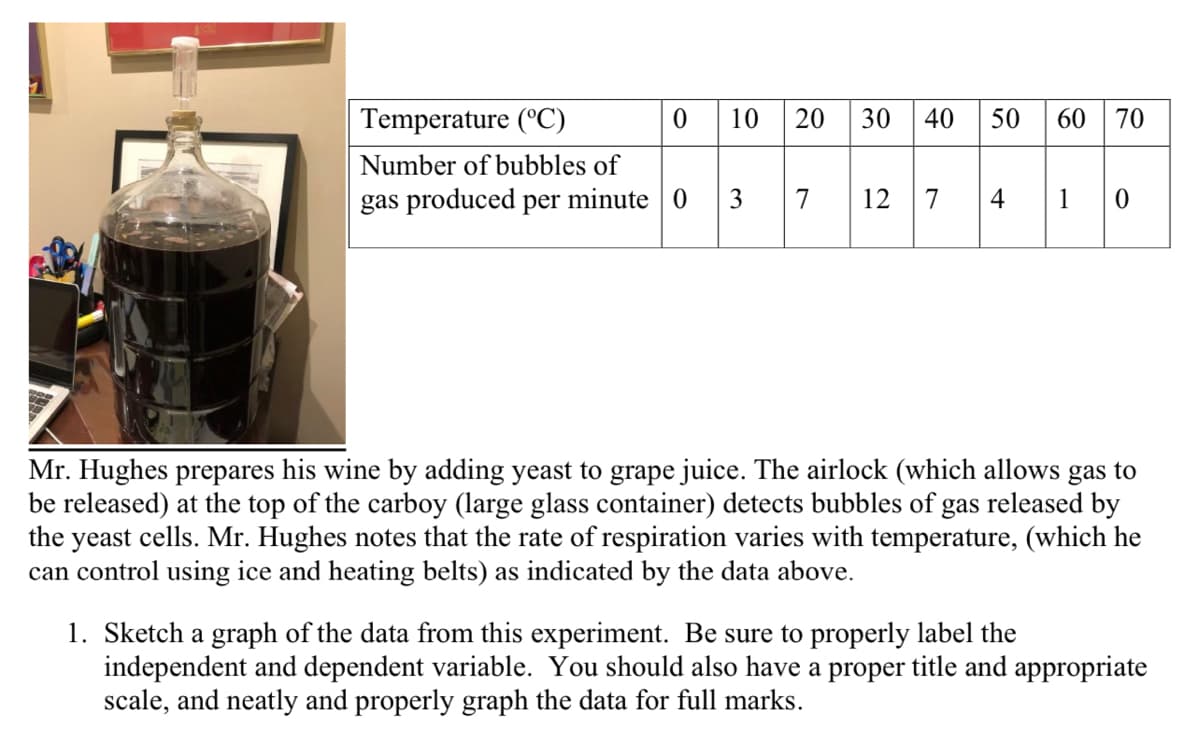 Temperature (°C)
10
30
50
60
70
Number of bubbles of
gas produced per minute 0
3
7
12
7
4
1
Mr. Hughes prepares his wine by adding yeast to grape juice. The airlock (which allows gas to
be released) at the top of the carboy (large glass container) detects bubbles of gas released by
the yeast cells. Mr. Hughes notes that the rate of respiration varies with temperature, (which he
can control using ice and heating belts) as indicated by the data above.
1. Sketch a graph of the data from this experiment. Be sure to properly label the
independent and dependent variable. You should also have a proper title and appropriate
scale, and neatly and properly graph the data for full marks.
40
20
