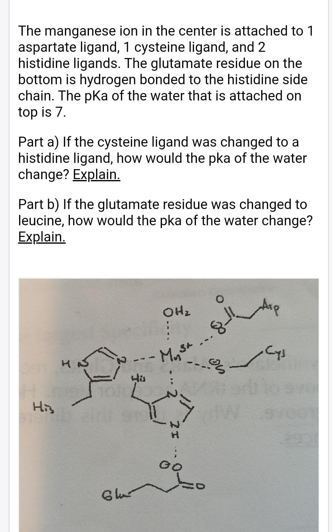 The manganese ion in the center is attached to 1
aspartate ligand, 1 cysteine ligand, and 2
histidine ligands. The glutamate residue on the
bottom is hydrogen bonded to the histidine side
chain. The pKa of the water that is attached on
top is 7.
Part a) If the cysteine ligand was changed to a
histidine ligand, how would the pka of the water
change? Explain.
Part b) If the glutamate residue was changed to
leucine, how would the pka of the water change?
Explain.
OHz
His
