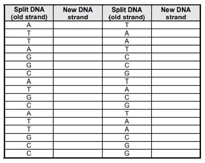 Split DNA
(old strand)
Split DNA
(old strand)
New DNA
New DNA
strand
strand
A
T
A
A
A
T
C
G
C
C
A
A
G
C
A
G
C
C
G
C
G
CGTAA
