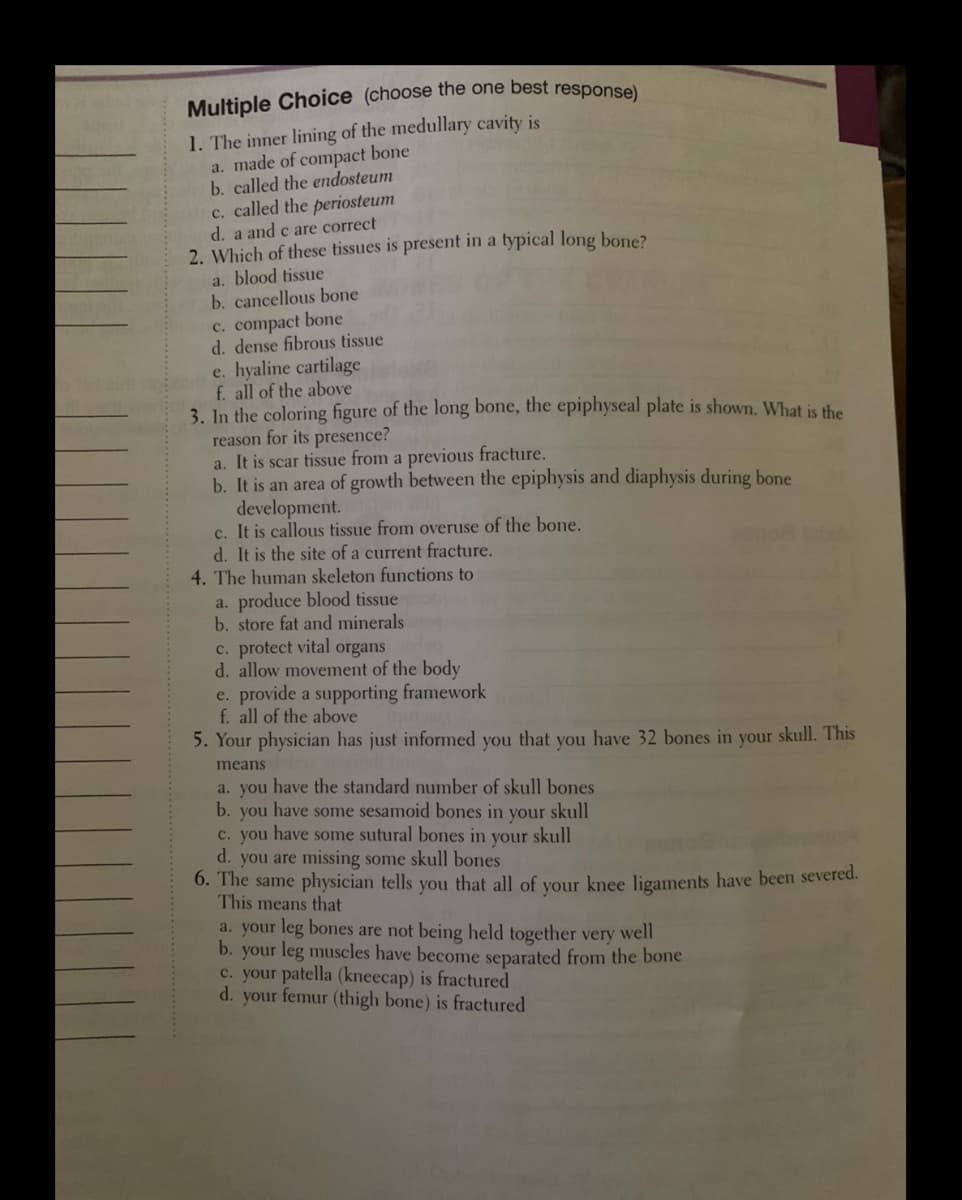 Multiple Choice (choose the one best responsel
1. The inner lining of the medullary cavity is
a. made of compact bone
b. called the endosteum
c. called the periosteum
d. a and c are correct
2. Which of these tissues is present in a typical long bone?
a. blood tissue
b. cancellous bone
c. compact bone
d. dense fibrous tissue
e. hyaline cartilage
f. all of the above
3. In the coloring figure of the long bone, the epiphyseal plate is shown. What is the
reason for its presence?
a. It is scar tissue from a previous fracture.
b. It is an area of growth between the epiphysis and diaphysis during bone
development.
c. It is callous tissue from overuse of the bone.
d. It is the site of a current fracture.
4. The human skeleton functions to
a. produce blood tissue
b. store fat and minerals
c. protect vital organs
d. allow movement of the body
e. provide a supporting framework
f. all of the above
5. Your physician has just informed you that you have 32 bones in your skull. This
means
a. you have the standard number of skull bones
b. you have some sesamoid bones in your skull
c. you have some sutural bones in your skull
d. you are missing some skull bones
6. The same physician tells you that all of your knee ligaments have been severed.
This means that
a. your leg bones are not being held together very well
b. your leg muscles have become separated from the bone
c. your patella (kneecap) is fractured
d. your femur (thigh bone) is fractured
