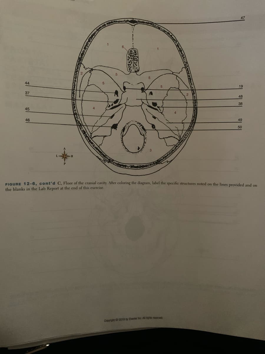 44
19
37
48
38
45
46
49
50
FIGURE 12-6, cont'd C, Floor of the cranial cavity. After coloring the diagram, label the specific structures noted on the lines provided and on
the blanks in the Lab Report at the end of this exercise.
Copyright © 2019 by Elsevier Inc. All rights reserved

