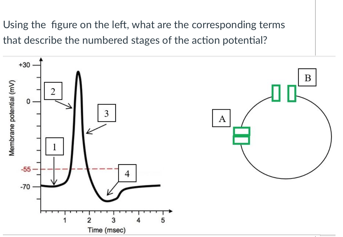 Using the figure on the left, what are the corresponding terms
that describe the numbered stages of the action potential?
+30
В
2
3
А
-55
4
-70
1
3
4
Time (msec)
Membrane potential (mV)
