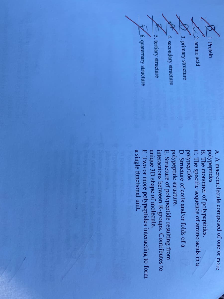 A. A macromolecule composed of one or more
polypeptides
B. The monomer of polypeptides.
C. The specific sequence of amino acids in a
polypeptide.
D. Structure of coils and/or folds of a
polypeptide strueture.
E. Structure of polypeptide resulting from
interactions between R-groups. Contributes to
unique 3D shape of molecule.
F. Two or more polypeptides interacting to form
a single functional unit.
1. Protein
2. amino acid
3. primary structure
4. secondary structure
5. tertiary structure
6. quaternary structure
