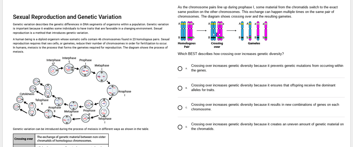 Sexual Reproduction and Genetic Variation
Genetic variation describes the genetic differences in DNA segments of organisms within a population. Genetic variation
is important because it enables some individuals to have traits that are favorable in a changing environment. Sexual
reproduction is a method that introduces genetic variation.
A human being is a diploid organism whose somatic cells contain 46 chromosomes found in 23 homologous pairs. Sexual
reproduction requires that sex cells, or gametes, reduce their number of chromosomes in order for fertilization to occur.
In humans, meiosis is the process that forms the gametes required for reproduction. The diagram shows the process of
meiosis.
Cytokinesis
Interphase
G¹
Crossing over
Telophase
II
Anaphase
||
Interphase
S
Prophase
Metaphase
24
Metaphase Prophase
Telophase
Anaphase
I
Genetic variation can be introduced during the process of meiosis in different ways as shown in the table.
The exchange of genetic material between non-sister
chromatids of homologous chromosomes.
As the chromosome pairs line up during prophase I, some material from the chromatids switch to the exact
same position on the other chromosomes. This exchange can happen multiple times on the same pair of
chromosomes. The diagram shows crossing over and the resulting gametes.
11
Homologous
Pair
O
O
A.
Which BEST describes how crossing over increases genetic diversity?
B.
C
·|-||||
Bb B
O
O D
B
Crossing
over
Gametes
Crossing over increases genetic diversity because it prevents genetic mutations from occurring within
the genes.
Crossing over increases genetic diversity because it ensures that offspring receive the dominant
alleles for traits.
Crossing over increases genetic diversity because it results in new combinations of genes on each
chromosome.
Crossing over increases genetic diversity because it creates an uneven amount of genetic material on
the chromatids.