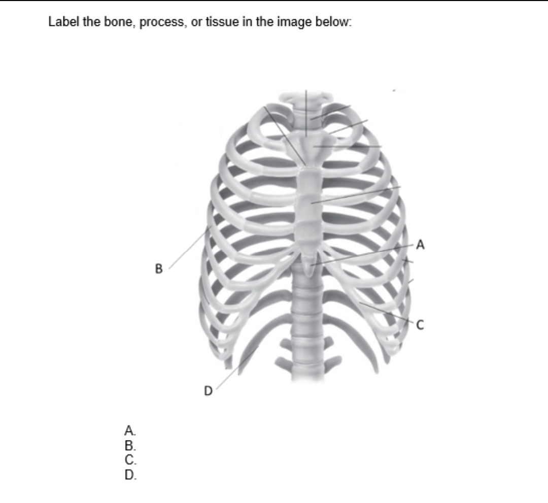 Label the bone, process, or tissue in the image below:
ABCD
A.
B.
B
D
C