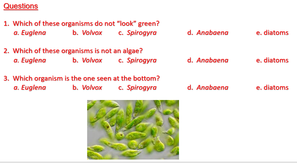 Questions
1. Which of these organisms do not "look" green?
b. Volvox
a. Euglena
c. Spirogyra
d. Anabaena
e, diatoms
2. Which of these organisms is not an algae?
b. Volvox
a. Euglena
c. Spirogyra
d. Anabaena
e, diatoms
3. Which organism is the one seen at the bottom?
b. Volvox
a. Euglena
c. Spirogyra
d. Anabaena
e, diatoms
