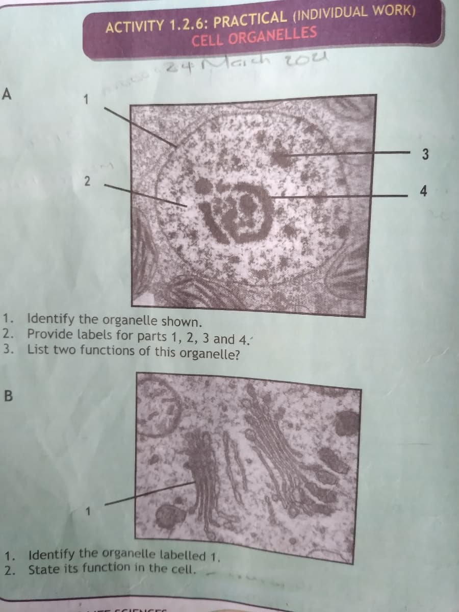 ACTIVITY 1.2.6: PRACTICAL (INDIVIDUAL WORK)
CELL ORGANELLES
24Machh 204
A
3
2
1. Identify the organelle shown.
2. Provide labels for parts 1, 2, 3 and 4.
3. List two functions of this organelle?
B
1. Identify the organelle labelled 1.
2. State its function in the cell.
