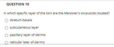 In which specific layer of the skin are the Meissner's corpuscles located?
stratum basale
O subcutaneous layer
O papillary layer of dermis
reticular later of dermis
