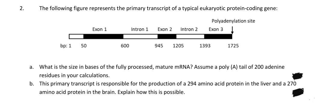The following figure represents the primary transcript of a typical eukaryotic protein-coding gene:
Polyadenylation site
Exon 1
Intron 1
Exon 2
Intron 2
Exon 3
bp: 1
50
600
945
1205
1393
1725
a.
What is the size in bases of the fully processed, mature mRNA? Assume a poly (A) tail of 200 adenine
residues in your calculations.
b. This primary transcript is responsible for the production of a 294 amino acid protein in the liver and a 270
amino acid protein in the brain. Explain how this is possible.
2.
