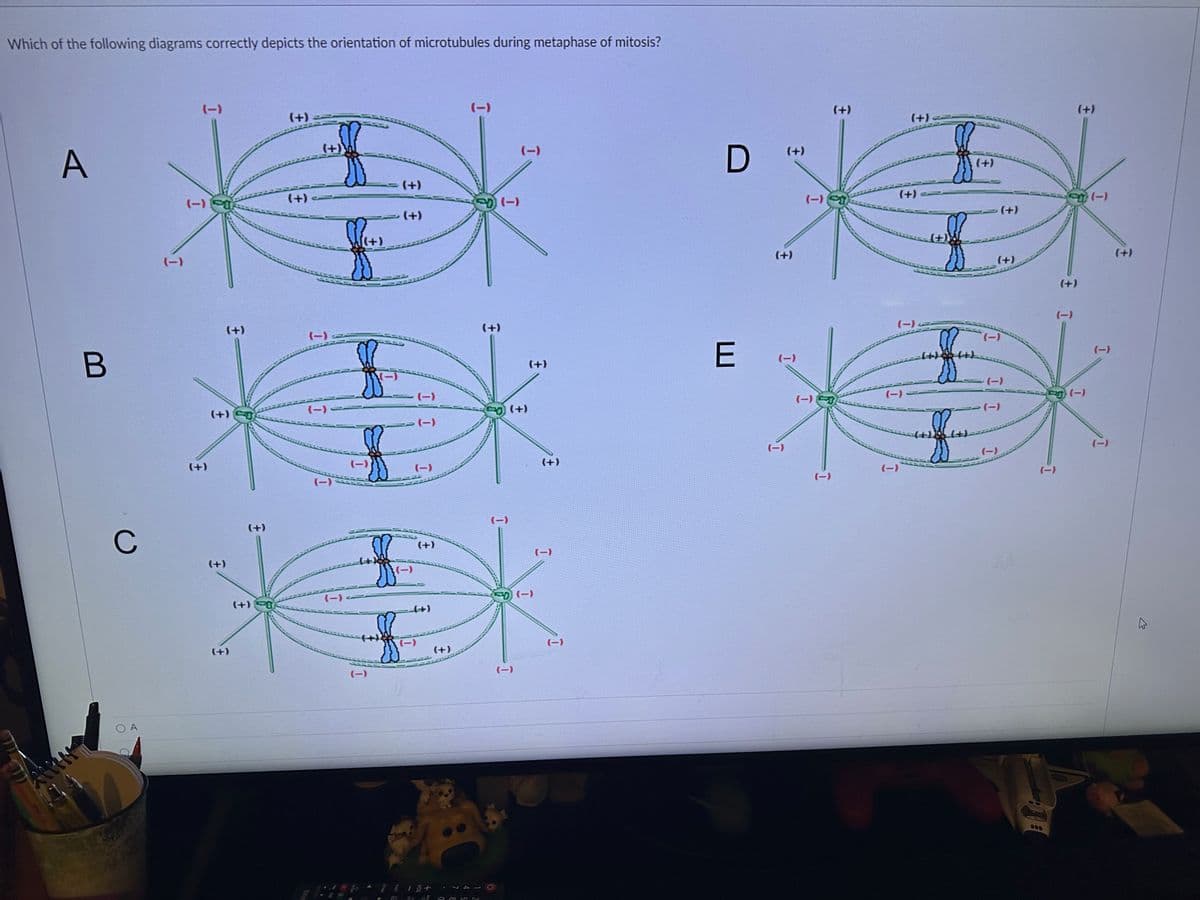 Which of the following diagrams correctly depicts the orientation of microtubules during metaphase of mitosis?
A
B
C
OA
I
(-)
(+)
(+)
(+)
(+)
(+)
(+)
(+)
(+)50
(+) ==
(-)
XX
[(+)
(-)
E
(-) J
++)
(+)
- (+)
(-)
(+)
11 15+
E
(+)
(-)
50 at &&05
(-)
50) (+)
(-)
(-)
(+)
(-)
D
E
(+)
(+)
(+)
D
(-) St
(+)
coff
(+)
(-)
(+)
(+)
(-)
(-)
(+)
(-)
(-)
affere
XXX
(-)-
(-)
++) (+)
(-)
(-)
(-)
(-)
K