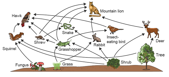 Mountain lion
Hawk
Snake
Insect-
Shrew
eating bird
Deer
Rabbit
Squirrel
Grasshopper
Tree
Shrub
Grass
Fungus
