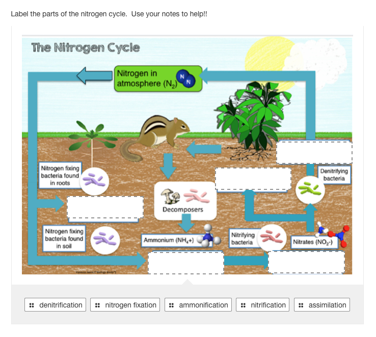 Label the parts of the nitrogen cycle. Use your notes to help!!
The Nitrogen Cycle
Nitrogen in
atmosphere (N,)
Nitrogen fixing
bacteria found
Denitritying
bacteria
in roots
Decomposers
Nitrogen fixing
bacteria found
in soil
Nitrifying
bacteria
Ammonium (NH,+)
Nitrates (NO,-)
:: denitrification
: nitrogen fixation
:: ammonification
:: nitrification
:: assimilation
