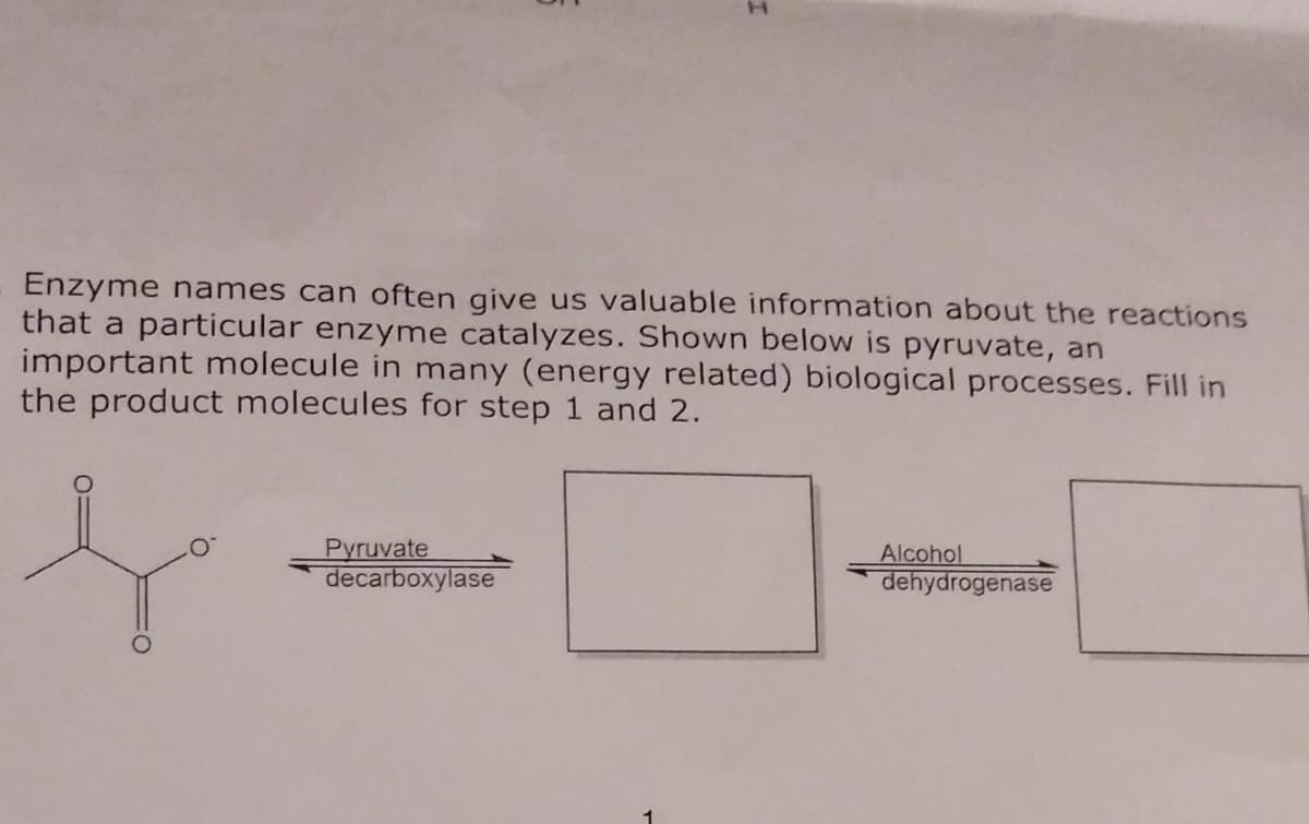 Enzyme names can often give us valuable information about the reactions
that a particular enzyme catalyzes. Shown below is pyruvate, an
important molecule in many (energy related) biological processes. Fill in
the product molecules for step 1 and 2.
Pyruvate
decarboxylase
Alcohol
dehydrogenase
