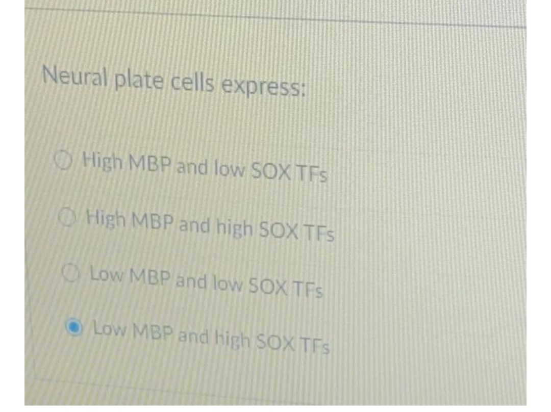 Neural plate cells express:
High MBP and low SOX TFs
High MBP and high SOX TFS
Low MBP and low SOX TFS
Low MBP and high SOX TFS

