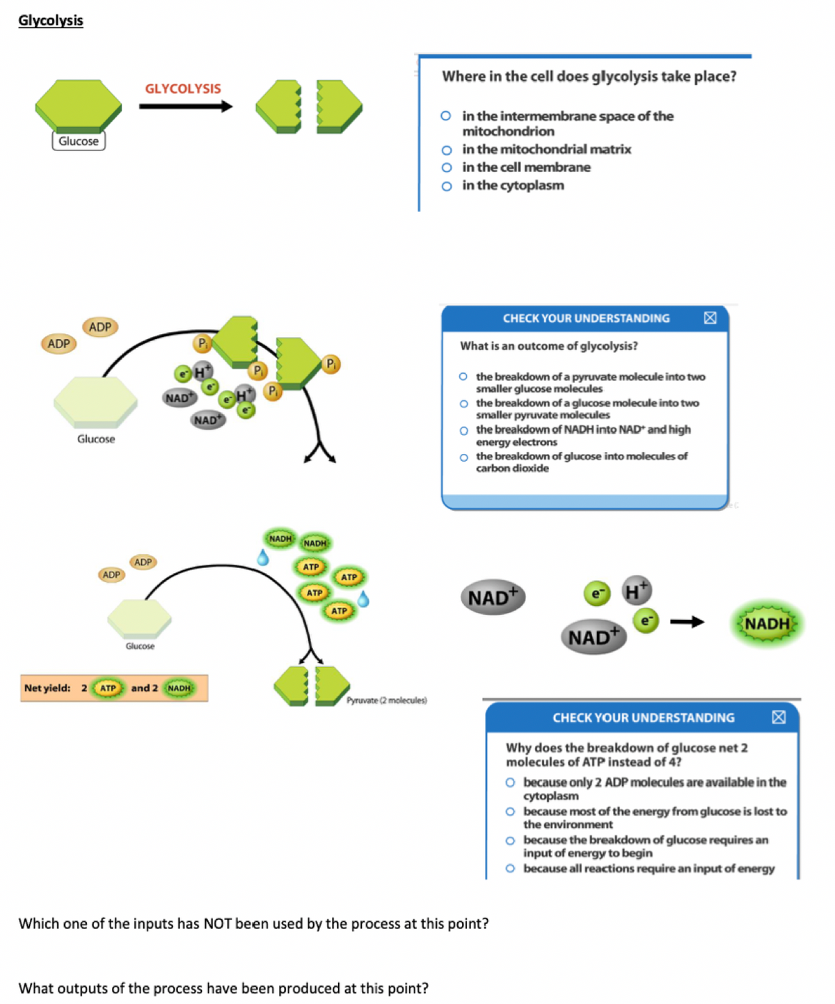 Glycolysis
Where in the cell does glycolysis take place?
GLYCOLYSIS
O in the intermembrane space of the
mitochondrion
o inthe mitochondrial matrix
O inthe cell membrane
o inthe cytoplasm
Glucose
CHECK YOUR UNDERSTANDING
区
ADP
ADP
What is an outcome of glycolysis?
O the breakdown of a pyruvate molecule into two
smaller glucose molecules
o the breakdown of a glucose molecule into two
smaller pyruvate molecules
o the breakdown of NADH into NAD* and high
energy electrons
o the breakdown of glucose into molecules of
carbon dioxide
NAD
NAD
Glucose
NADH NADH
ADP
ATP
ADP
ATP
NAD*
e H*
ATP
ATP
NADH
NAD+
Glucose
Net yield: 2 ATP
and 2 NADH
Pyruvate (2 molecules)
CHECK YOUR UNDERSTANDING
区
Why does the breakdown of glucose net 2
molecules of ATP instead of 4?
O because only 2 ADP molecules are available in the
cytoplasm
O because most of the energy from glucose is lost to
the environment
o because the breakdown of glucose requires an
input of energy to begin
O because all reactions require an input of energy
Which one of the inputs has NOT been used by the process at this point?
What outputs of the process have been produced at this point?
