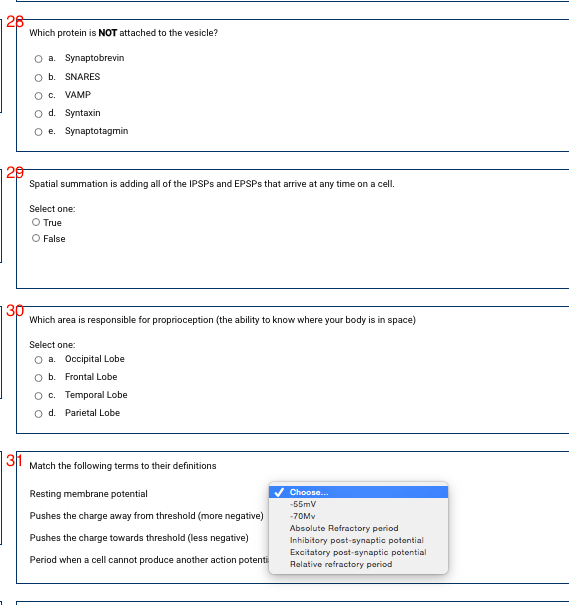 |26
Which protein is NOT attached to the vesicle?
O a. Synaptobrevin
O b. SNARES
VAMP
O d. Syntaxin
O e. Synaptotagmin
Spatial summation is adding all of the IPSPS and EPSPS that arrive at any time on a cell.
Select one:
O True
O False
|3p
Which area is responsible for proprioception (the ability to know where your body is in space)
Select one:
O a. Occipital Lobe
O b. Frontal Lobe
O c. Temporal Lobe
O d. Parietal Lobe
|31
Match the following terms to their definitions
Resting membrane potential
Choose.
-55mV
Pushes the charge away from threshold (more negative)
-70MV
Absolute Refractory period
Inhibitory post-synaptic potential
Excitatory post-synaptic potential
Relative refractory period
Pushes the charge towards threshold (less negative)
Period when a cell cannot produce another action potenti
