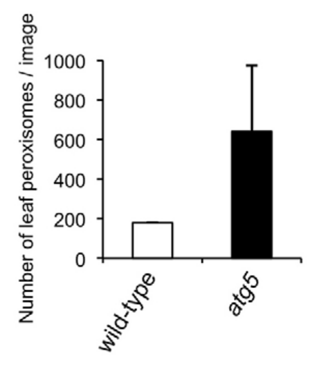 Number of leaf peroxisomes/image
wild-type
atg5
0