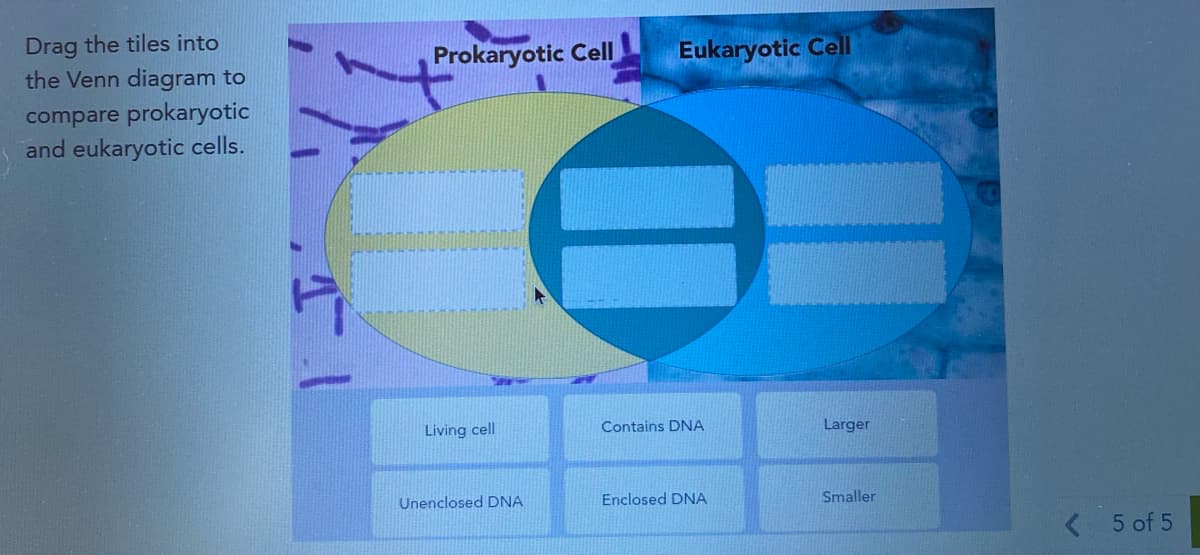 Drag the tiles into
the Venn diagram to
compare prokaryotic
and eukaryotic cells.
1.1
Prokaryotic Cell
Living cell
Unenclosed DNA
Eukaryotic Cell
Contains DNA
Enclosed DNA
Larger
Smaller
< 5 of 5