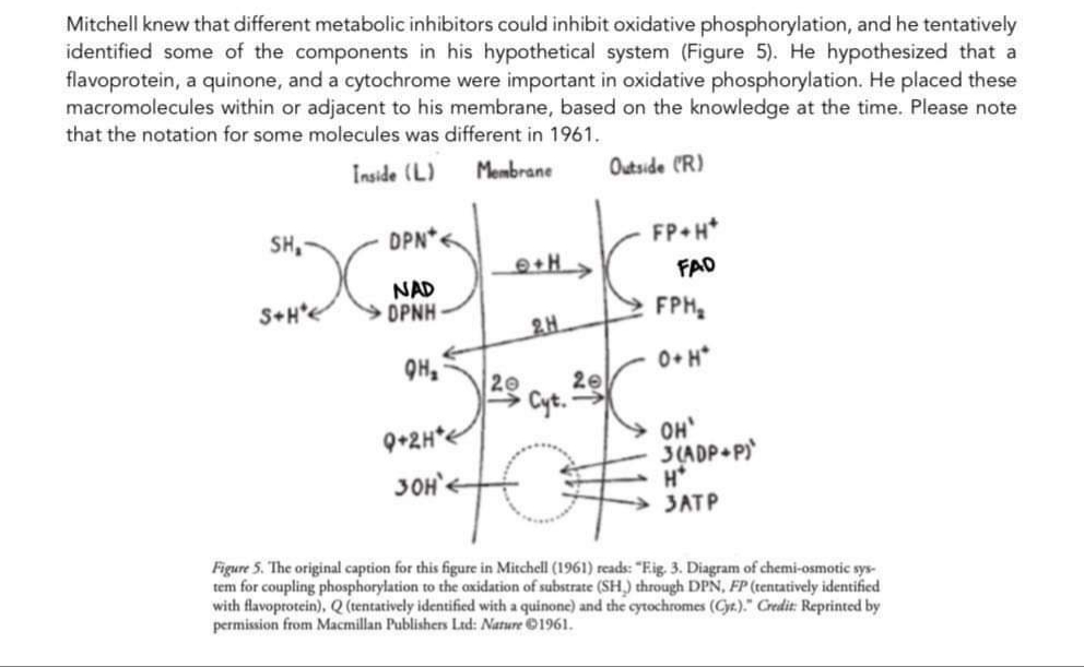 Mitchell knew that different metabolic inhibitors could inhibit oxidative phosphorylation, and he tentatively
identified some of the components in his hypothetical system (Figure 5). He hypothesized that a
flavoprotein, a quinone, and a cytochrome were important in oxidative phosphorylation. He placed these
macromolecules within or adjacent to his membrane, based on the knowledge at the time. Please note
that the notation for some molecules was different in 1961.
Inside (L)
Membrane
SH₂
S+H*
DPN
NAD
OPNH-
QH₂
9+2H*
30H'<
e+H>
20
2.H
20
Cyt.-
Outside (R)
FP+H*
FAD
FPH₂
0+ H*
OH'
3(ADP+P)
H*
3ATP
Figure 5. The original caption for this figure in Mitchell (1961) reads: "Eig. 3. Diagram of chemi-osmotic sys-
tem for coupling phosphorylation to the oxidation of substrate (SH) through DPN, FP (tentatively identified
with flavoprotein), Q (tentatively identified with a quinone) and the cytochromes (Cyr.)." Credit: Reprinted by
permission from Macmillan Publishers Ltd: Nature ©1961.