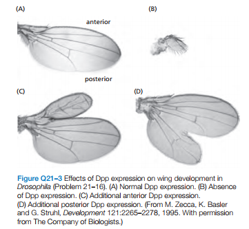 (A)
(B)
anterior
posterior
()
(D)
Figure Q21-3 Effects of Dpp expression on wing development in
Drosophila (Problem 21-16). (A) Normal Dpp expression. (B) Absence
of Dpp expression. (C) Additional anterior Dpp expression.
(D) Additional posterior Dpp expression. (From M. Zecca, K. Basler
and G. Struhl, Development 121:2265-2278, 1995. With permission
from The Company of Biologists.)
