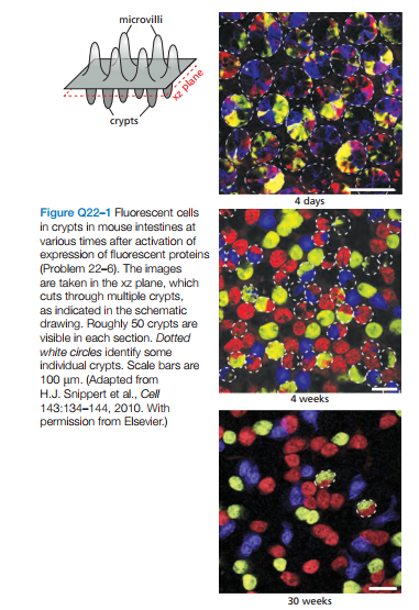 microvilli
z plane
сгуpts
4 days
Figure Q22-1 Fluorescent cells
in crypts in mouse intestines at
various times after activation of
expression of fluorescent proteins
(Problem 22-6). The images
are taken in the xz plane, which
cuts through multiple crypts,
as indicated in the schematic
drawing. Roughly 50 crypts are
visible in each section. Dotted
white circles identify some
individual crypts. Scale bars are
100 um. (Adapted from
H.J. Snippert et al., Col
143:134-144, 2010. With
permission from Elsevier.)
4 weeks
30 weeks
