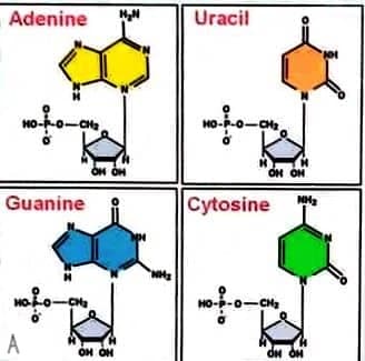 Adenine
HO-F-O-CH
Guanine
ܘܕܐ
A
OH OH
H
NH₂
Uracil
to hora
ON ON
Cytosine
ܘ ܕܘ
o--oca
d_d