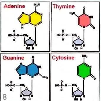Adenine
HO-P-O-CH₂
Guanine
HOO-CH₂
B
OH H
H₂N
"NH₂
Thymine
0-4-0
HjC
HO-P-O-CH₂
OH H
Cytosine
HO-P-O CH₂
NH₂
OH H