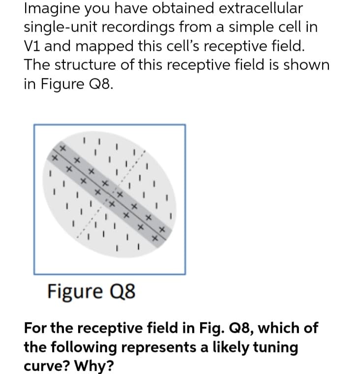 Imagine you have obtained extracellular
single-unit recordings from a simple cell in
V1 and mapped this cell's receptive field.
The structure of this receptive field is shown
in Figure Q8.
+++
++
++++
++++++
+
Figure Q8
For the receptive field in Fig. Q8, which of
the following represents a likely tuning
curve? Why?