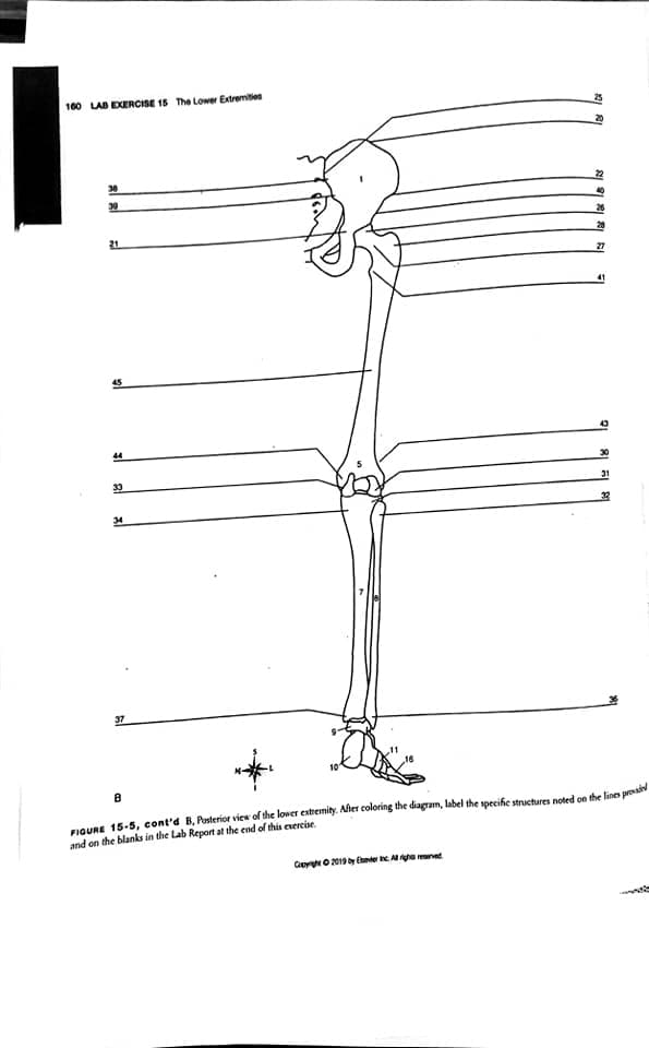 100 LAB DERCISE 15 The Lower Extremiben
30
21
27
45
43
44
33
34
37
FIGURE 15-5, cont'd B, Posterior view of the lower extremity. After coloring the diagram, label the specihe structures noted on the lines prosai
and on the blanks in the Lab Report at the end of this evereise.
CoyO 2019 y Ebeter heA e ned
