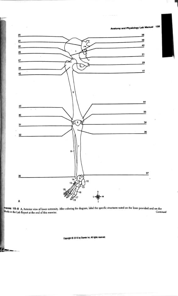 Anatomy and Phyalology Lab Menual 150
25
40
24
21
29
20
31
37
10
13
16
PGURE 15-5 A, Anterior view of lower extremity. After coloring the diagram, label the specific structures noted on the lines provided and on the
blanka in the Lab Report at the end of this exercise.
Continued
Canrg o 2019 by Ee e Ange mned

