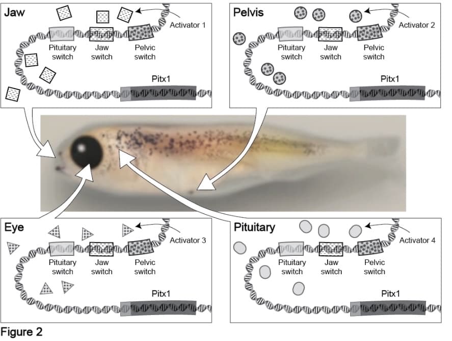 Jaw
Pelvis
Activator 1
Activator 2
Pituitary
switch
Pelvic
Pituitary
switch
Jaw
Jaw
Pelvic
switch
switch
switch
switch
Pitx1
Pitx1
Eye
Pituitary
Activator 3
Activator 4
Pituitary
Pituitary
switch
Jaw
Pelvic
Jaw
Pelvic
switch
switch
switch
switch
switch
Pitx1
Pitx1
Figure 2
