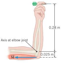 0.28 m
Axis at elbow joigt
0.025 m
M-
