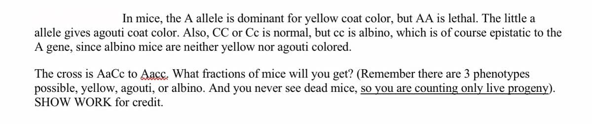In mice, the A allele is dominant for yellow coat color, but AA is lethal. The little a
allele gives agouti coat color. Also, CC or Cc is normal, but cc is albino, which is of course epistatic to the
A gene, since albino mice are neither yellow nor agouti colored.
The cross is AaCc to Aacc. What fractions of mice will you get? (Remember there are 3 phenotypes
possible, yellow, agouti, or albino. And you never see dead mice, so you are counting only live progeny).
SHOW WORK for credit.
