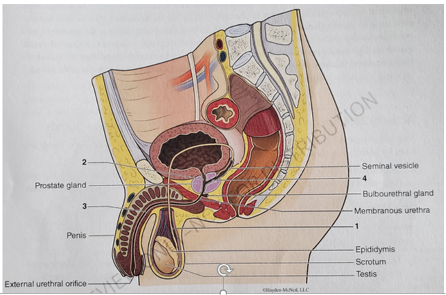 2
Prostate gland.
3
Penis
External urethral orifice-
1009000
RIBUTION
CHayden-McNeil, LLC
Seminal vesicle
4
Bulbourethral gland
Membranous urethra
1
Epididymis
- Scrotum
- Testis