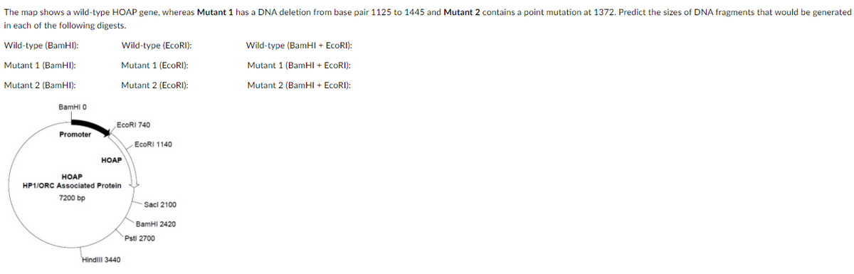 The map shows a wild-type HOAP gene, whereas Mutant 1 has a DNA deletion from base pair 1125 to 1445 and Mutant 2 contains a point mutation at 1372. Predict the sizes of DNA fragments that would be generated
in each of the following digests.
Wild-type (BamHI):
Wild-type (EcoRI):
Wild-type (BamHI + EcoRI):
Mutant 1 (BamHI):
Mutant 1 (EcoRI):
Mutant 1 (BamHI + EcoRI):
Mutant 2 (BamHI):
Mutant 2 (EcoRI):
Mutant 2 (BamHI + EcoRI):
BamHI O
EcoRI 740
Promoter
ECORI 1140
HOAP
HOAP
HP1/ORC Associated Protein
7200 bp
Sacl 2100
BamHI 2420
Psti 2700
Hindlll 3440
