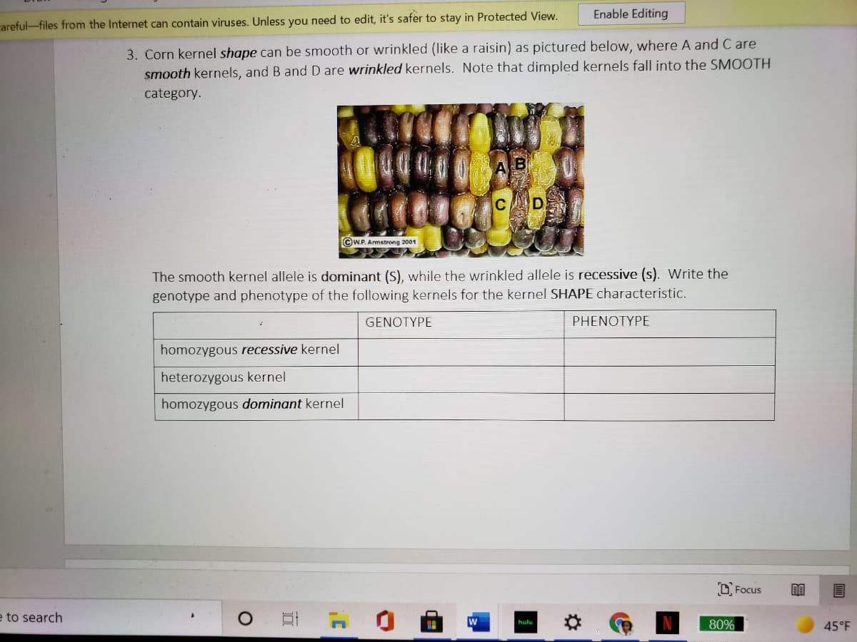 Enable Editing
careful-files from the Internet can contain viruses. Unless you need to edit, it's safer to stay in Protected View.
3. Corn kernel shape can be smooth or wrinkled (like a raisin) as pictured below, where A and C are
smooth kernels, and B and D are wrinkled kernels. Note that dimpled kernels fall into the SMOOTH
category.
©W.P. Armstrong 2001
The smooth kernel allele is dominant (S), while the wrinkled allele is recessive (s). Write the
genotype and phenotype of the following kernels for the kernel SHAPE characteristic.
GENOTYPE
PHENOTYPE
homozygous recessive kernel
heterozygous kernel
homozygous dominant kernel
O Focus
e to search
80%
hulu
45°F
