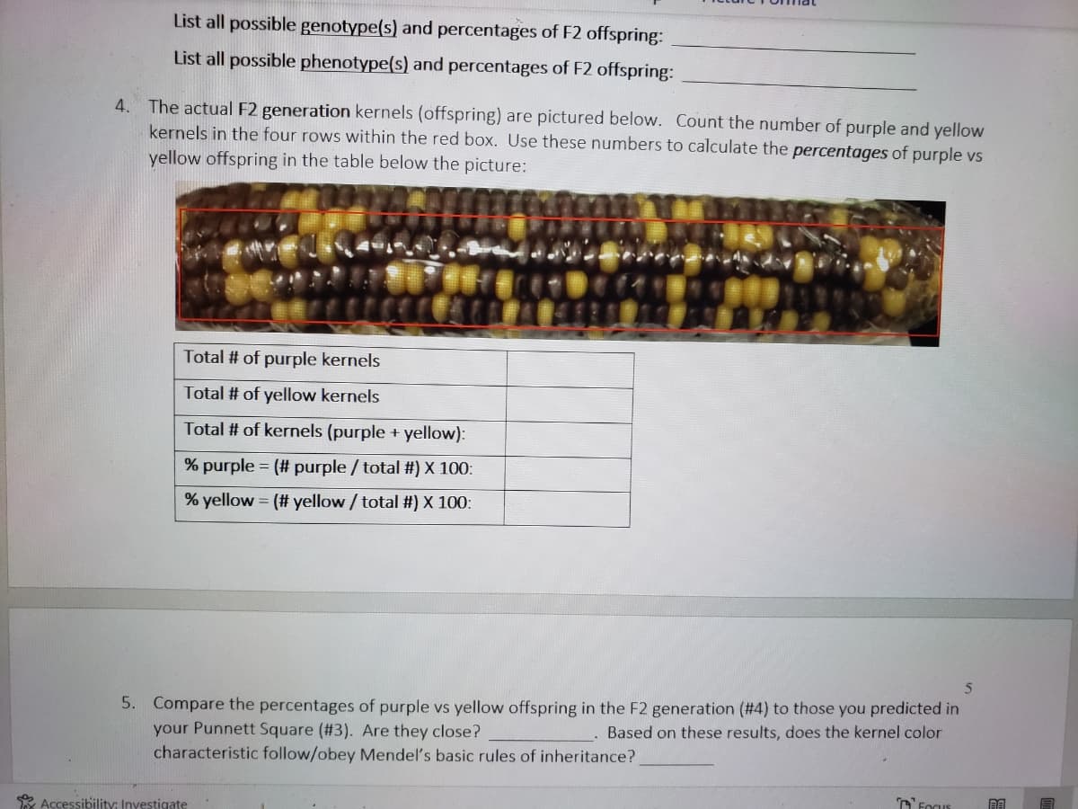 List all possible genotype(s) and percentages of F2 offspring:
List all possible phenotype(s) and percentages of F2 offspring:
4. The actual F2 generation kernels (offspring) are pictured below. Count the number of purple and yellow
kernels in the four rows within the red box. Use these numbers to calculate the percentages of purple vs
yellow offspring in the table below the picture:
Total # of purple kernels
Total # of yellow kernels
Total # of kernels (purple + yellow):
% purple = (# purple / total #) × 100:
% yellow = (# yellow /total #) x 100:
5. Compare the percentages of purple vs yellow offspring in the F2 generation (#4) to those you predicted in
your Punnett Square (#3). Are they close?
characteristic follow/obey Mendel's basic rules of inheritance?
Based on these results, does the kernel color
D'Fogus
* Accessibility: Investigate
