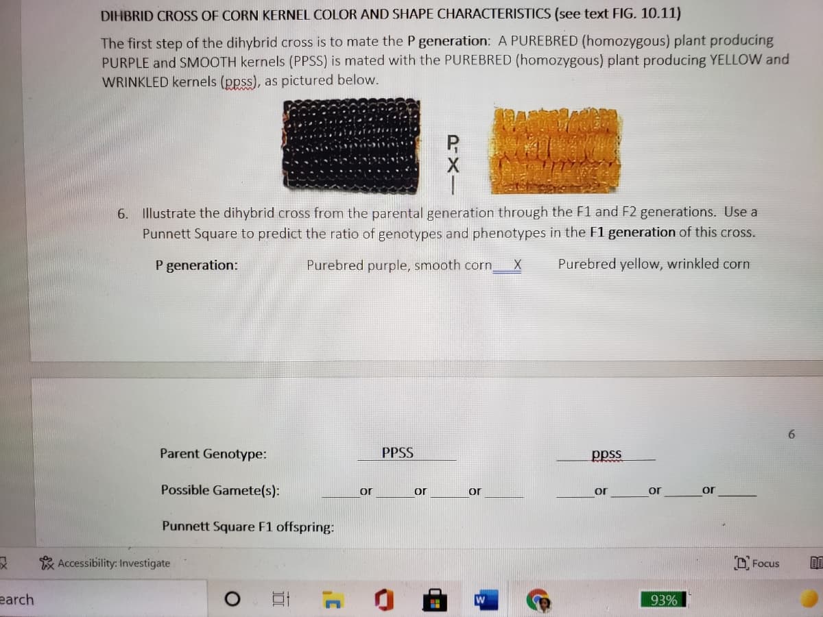 DIHBRID CROSS OF CORN KERNEL COLOR AND SHAPE CHARACTERISTICS (see text FIG. 10.11)
The first step of the dihybrid cross is to mate the P generation: A PUREBRED (homozygous) plant producing
PURPLE and SMOOTH kernels (PPSS) is mated with the PUREBRED (homozygous) plant producing YELLOW and
WRINKLED kernels (ppss), as pictured below.
6. Illustrate the dihybrid cross from the parental generation through the F1 and F2 generations. Use a
Punnett Square to predict the ratio of genotypes and phenotypes in the F1 generation of this cross.
P generation:
Purebred purple, smooth corn
Purebred yellow, wrinkled corn
Parent Genotype:
PPSS
ppss
Possible Gamete(s):
or
or
or
or
or
or
Punnett Square F1 offspring:
* Accessibility: Investigate
O Focus
earch
93%
