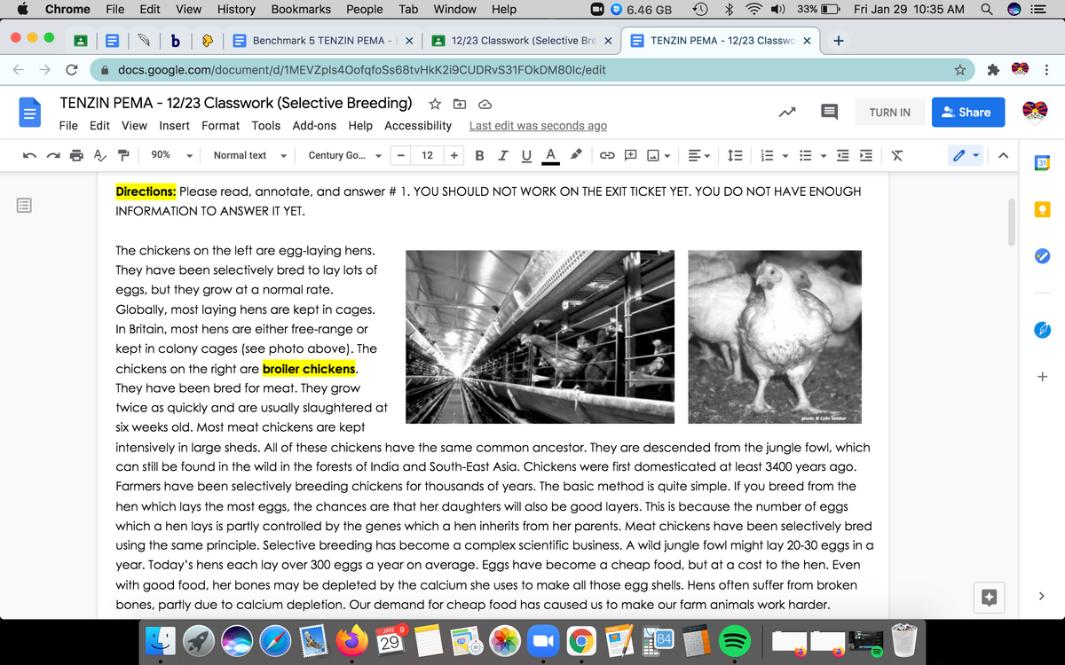 Chrome
File
Edit
View
History Bookmarks
Реople Tab
Window
Help
9 6.46 GB
33%
Fri Jan 29 10:35 AM
| b | & |
Benchmark 5 TENZIN PEMA - E X
12/23 Classwork (Selective Bre X
TENZIN PEMA - 12/23 Classwo X
+
docs.google.com/document/d/1MEVZpls40ofqfoSs68tvHkK2i9CUDRVS31FOkDM80lc/edit
TENZIN PEMA - 12/23 Classwork (Selective Breeding) *
TURN IN
Share
File Edit View
Insert Format Tools Add-ons Help Accessibility
Last edit was seconds ago
BIU A
E- E E
E E
90%
Normal text
Century Go..
12
+
31
Directions: Please read, annotate, and answ
# 1. YOU SHOULD NOT WORK ON THE EXIT TICKET YET. YOU DO NOT HAVE ENOUGH
INFORMATION TO ANSWER IT YET.
The chickens on the left are egg-laying hens.
They have been selectively bred to lay lots of
eggs, but they grow at a normal rate.
Globally, most laying hens are kept in cages.
In Britain, most hens are either free-range or
kept in colony cages (see photo above). The
chickens on the right are broiler chickens.
They have been bred for meat. They grow
twice as quickly and are usually slaughtered at
photo: O Colin Seddon
six weeks old. Most meat chickens are kept
intensively in large sheds. All of these chickens have the same common ancestor. They are descended from the jungle fowl, which
can still be found in the wild in the forests of India and South-East Asia. Chickens were first domesticated at least 3400 years ago.
Farmers have been selectively breeding chickens for thousands of years. The basic method is quite simple. If you breed from the
hen which lays the most eggs, the chances are that her daughters will also be good layers. This is because the number of eggs
which a hen lays is partly controlled by the genes which a hen inherits from her parents. Meat chickens have been selectively bred
using the same principle. Selective breeding has become a complex scientific business. A wild jungle fowl might lay 20-30 eggs in a
year. Today's hens each lay over 300 eggs a year on average. Eggs have become a cheap food, but at a cost to the hen. Even
with good food, her bones may be depleted by the calcium she uses to make all those egg shells. Hens often suffer from broken
<>
bones, partly due to calcium depletion. Our demand for cheap food has caused us to make our farm animals work harder.
JAN 9
3.141593
84
29
...
lil
+
Ili
