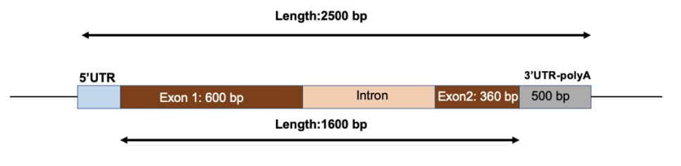 5'UTR
Exon 1: 600 bp
Length:2500 bp
Intron
Length:1600 bp
3'UTR-polyA
Exon2: 360 bp 500 bp