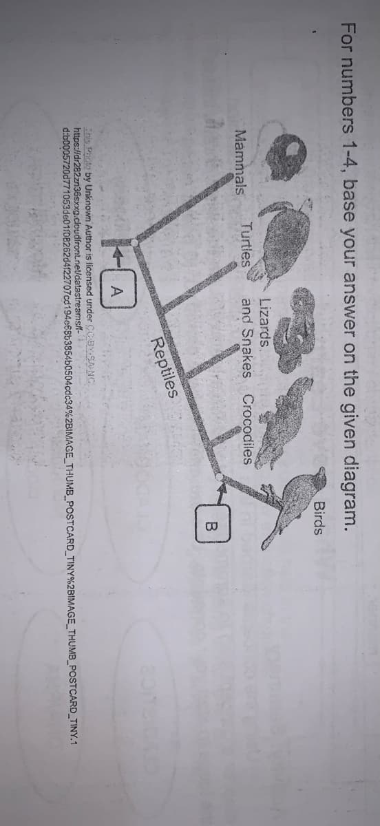 For numbers 1-4, base your answer on the given diagram.
Birds
Lizards
Mammals
Turtles
and Snakes Crocodiles
Reptiles
This Photo by Unknown Author is licensed under CCBY.SA NC
https://dr282zn36sxxg.cloudfrontnet/datastreamsff-
d:b0005720d771053de01f08262d4122707cd194e6Sb3854b0504cdc34%2BIMAGE_THUMB_POSTCARD TINY%2BIMAGE_THUMB_POSTCARD_TINY.1
