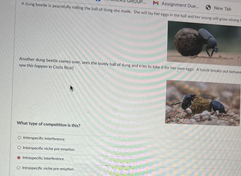 M Assignment Due...
New Tab
...
A dung beetle is peacefully rolling the ball of dung she made. She will lay her eggs in the ball and her young will grow strong
Another dung beetle comes over, sees the lovely ball of dung and tries to take it for her own eggs. A tussle breaks out betwee
saw this happen in Costa Rica!)
What type of competition is this?
O Interspecific interference
O Interspecific niche pre-emption
Intraspecific interference
O Intraspecific niche pre-emption
