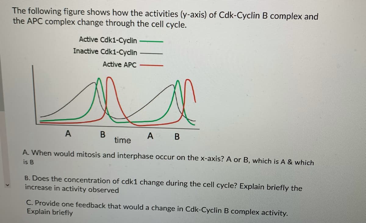 The following figure shows how the activities (y-axis) of Cdk-Cyclin B complex and
the APC complex change through the cell cycle.
Active Cdk1-Cyclin
Inactive Cdk1-Cyclin
Active APC
A B
A B
time
A. When would mitosis and interphase occur on the x-axis? A or B, which is A & which
is B
B. Does the concentration of cdk1 change during the cell cycle? Explain briefly the
increase in activity observed
C. Provide one feedback that would a change in Cdk-Cyclin B complex activity.
Explain briefly
