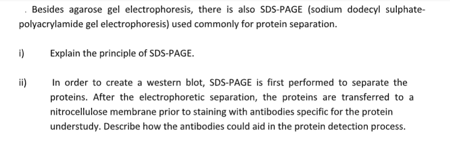 . Besides agarose gel electrophoresis, there is also SDS-PAGE (sodium dodecyl sulphate-
polyacrylamide gel electrophoresis) used commonly for protein separation.
i)
ii)
Explain the principle of SDS-PAGE.
In order to create a western blot, SDS-PAGE is first performed to separate the
proteins. After the electrophoretic separation, the proteins are transferred to a
nitrocellulose membrane prior to staining with antibodies specific for the protein
understudy. Describe how the antibodies could aid in the protein detection process.