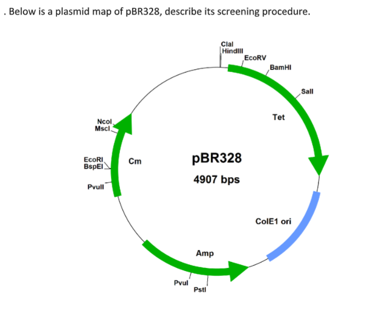 . Below is a plasmid map of pBR328, describe its screening procedure.
Ncol
Mscl
EcoRI
BspEl
Pvull
Cm
Pvul
pBR328
4907 bps
Amp
Clal
Hindill
Pstl
EcoRV
BamHI
Tet
ColE1 ori
Sall